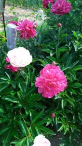 IMG_20250617_112328.jpg