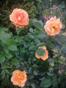 IMG_20250617_153645.jpg