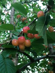 IMG_20250617_195625.jpg