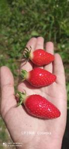 IMG_20250618_123510.jpg