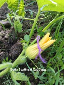 IMG_20250618_205150.jpg