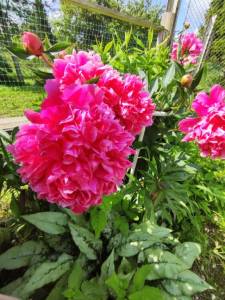 IMG_20250619_113556.jpg