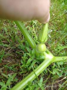 IMG_20250620_115913.thumb.jpg.1ae117534ffe309877ab445a14dff0af.jpg