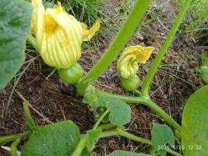 IMG_20250620_120259.thumb.jpg.b636e7c8088c8c76ee50da41e559c480.jpg