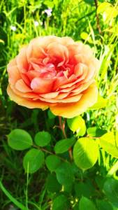 IMG_20250621_084225.thumb.jpg.c72982c739f7e6a30fde74eb002d200c.jpg