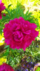 IMG_20250622_074933.thumb.jpg.ecd14253802d17bc6cfb320142209e31.jpg