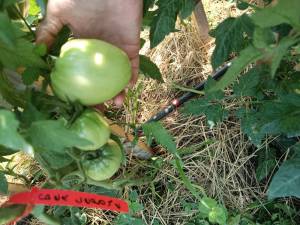 IMG_20250622_134203.thumb.jpg.d0f0f2489900ec3bfa125800a4b86563.jpg