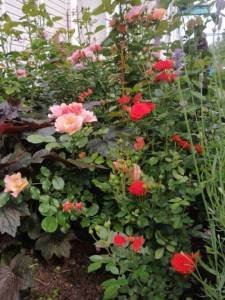 IMG_20250622_145242_BURST002.jpg