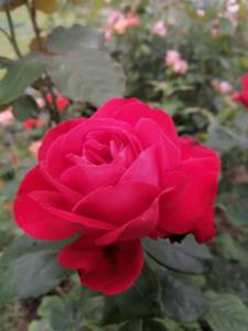 IMG_20250622_145425.jpg