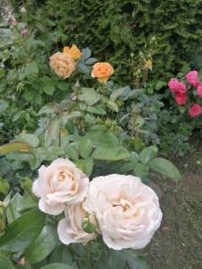 IMG_20250622_150354.jpg