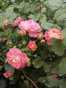 IMG_20250622_152236.jpg