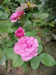 IMG_20250622_152738_1.jpg