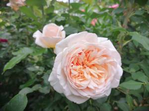 IMG_20250622_153150.jpg