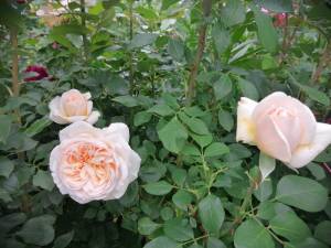 IMG_20250622_154242.jpg