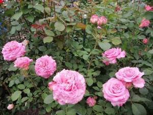 IMG_20250622_154257.jpg