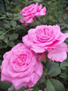 IMG_20250622_154416.jpg