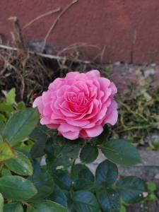 IMG_20250622_190344.jpg