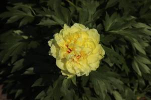 IMG_20250624_103820_981.jpg