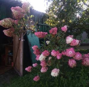 IMG_20250624_132050.jpg