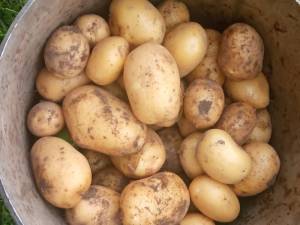IMG_20250625_140545.thumb.jpg.0841a204576f02cfc89cef9e873b74b3.jpg
