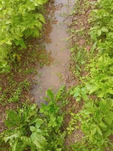 IMG_20250625_180000.thumb.jpg.7c3a3b604e91aaaf3d86d88782f1218e.jpg