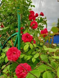 IMG_20250626_180012_167.jpg