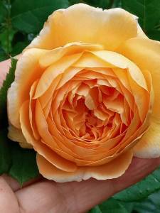 IMG_20250626_180018_453.jpg