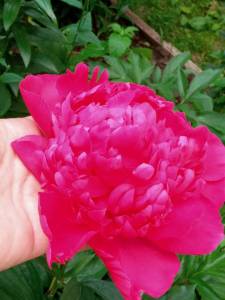 IMG_20250626_180029_760.jpg
