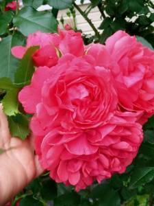 IMG_20250626_180116_135.jpg