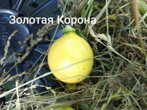 IMG_20250626_201249_1.jpg