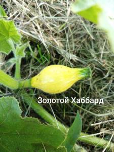 IMG_20250626_201743.jpg