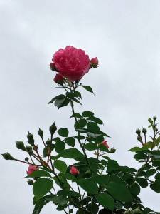 IMG_20250627_112903_904.thumb.jpg.ee10db4bcbef0e34cc23e7100eb1a0b1.jpg
