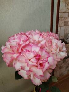 IMG_20250627_135325.thumb.jpg.fad9f52c57f7f1c7b20f0b4ec6e74cac.jpg
