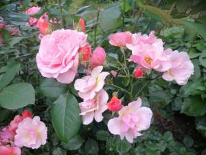 IMG_20250627_202411.jpg