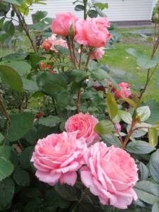 IMG_20250627_202445.jpg