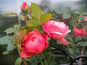IMG_20250627_202612.jpg