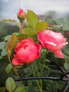 IMG_20250627_202622.jpg