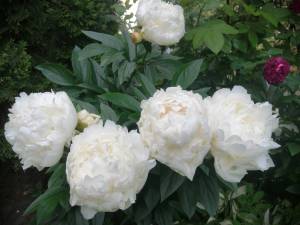 IMG_20250627_202703.jpg