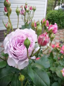 IMG_20250627_203050.jpg