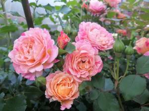 IMG_20250627_203209.jpg
