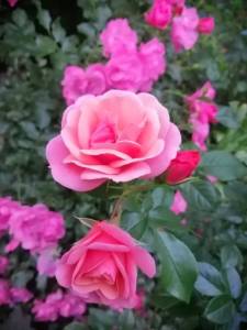 IMG_20250627_203243.jpg