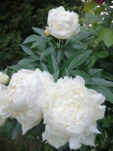 IMG_20250627_203503.jpg