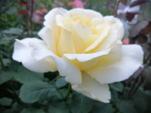 IMG_20250627_203901.jpg