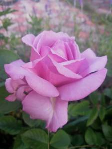 IMG_20250628_171339.jpg
