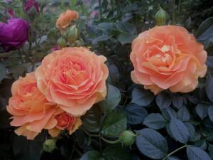 IMG_20250628_171512.jpg