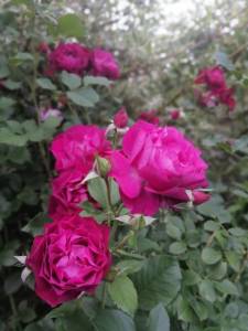 IMG_20250628_195445.jpg