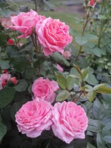 IMG_20250628_200018.jpg