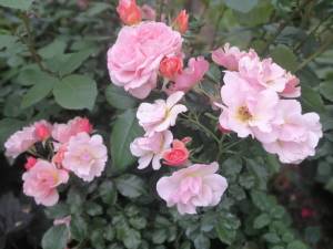 IMG_20250628_200213.jpg