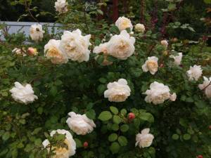 IMG_20250629_165515.thumb.jpg.a02a7db8a0edaac171a8a6d83da2a403.jpg