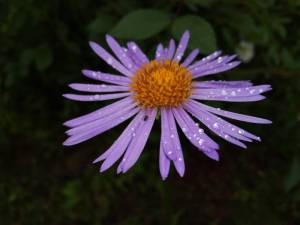 IMG_20250629_165608.thumb.jpg.cd36522a78b50b89b530515c333f56b7.jpg